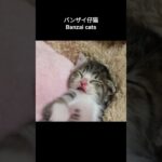 バンザイ仔猫😺 – Banzai cats – #shorts #kitten