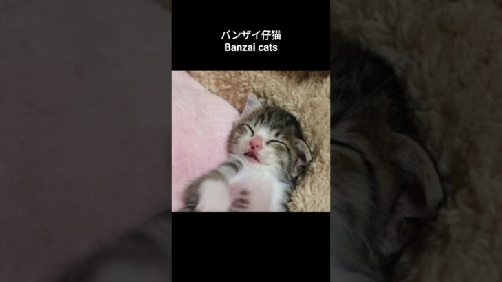 バンザイ仔猫😺 – Banzai cats – #shorts #kitten