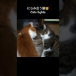 にらみ合う猫😾 – Cats fights – #shorts #cat