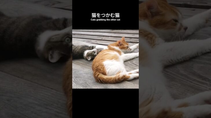 猫をつかむ猫🐱 – Cats grabbing the other cat – #shorts #cat