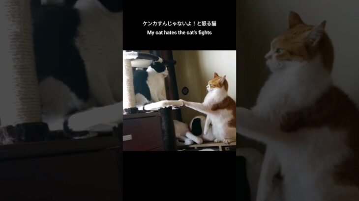 ケンカすんじゃないよ!と怒る猫😾 – My cat hates cat’s fights – #shorts #cat