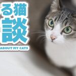 とある猫の雑談