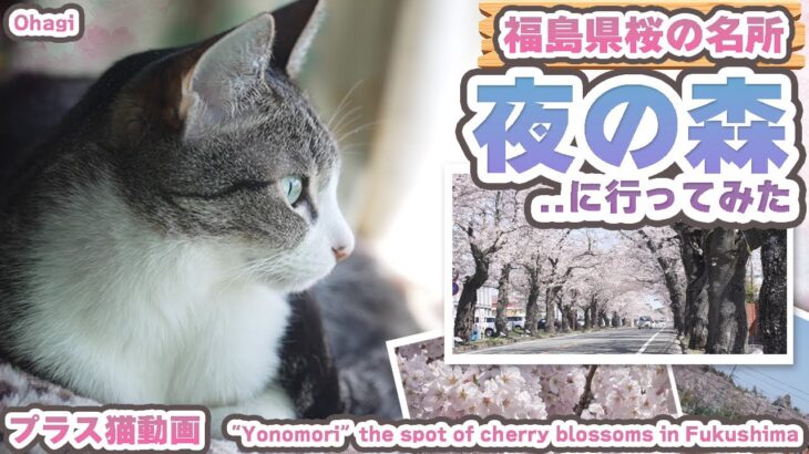 福島県桜の名所夜の森に行ってみた【プラス猫動画】