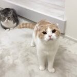 兄に意地悪されると即刻チクリに来る弟猫がかわいすぎましたw