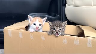 【緊急】生後1ヶ月の子猫を保護しました。