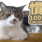 慣れ100%の猫