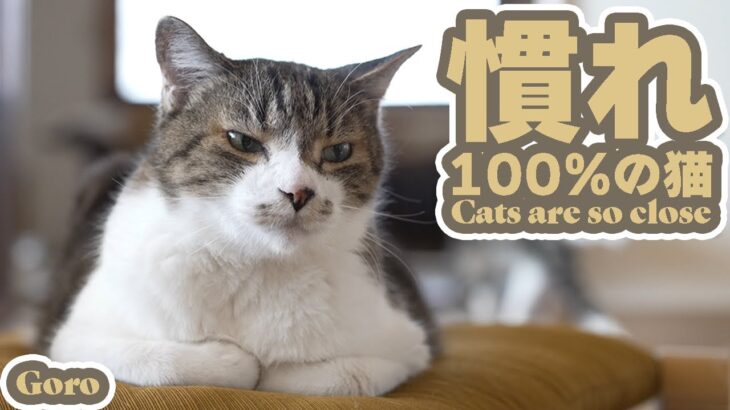 慣れ100%の猫