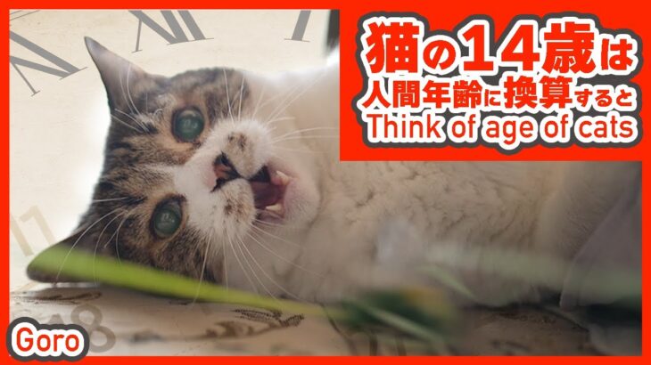 猫の14歳は人間に換算するといくつ？