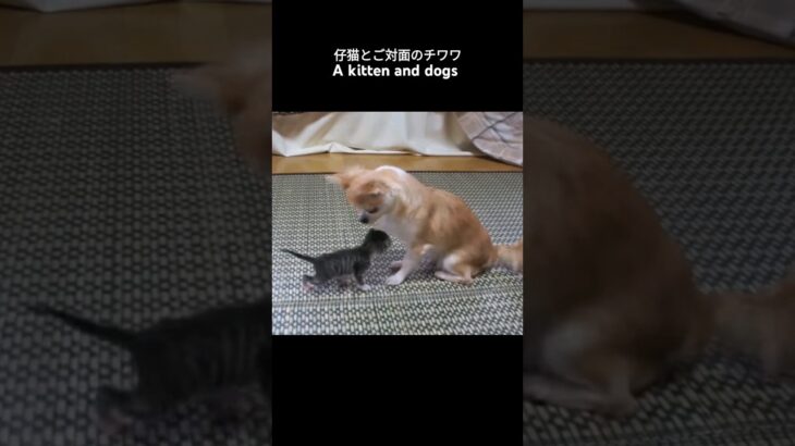 仔猫とご対面のチワワ🐱 – A kitten and dogs – #shorts #cat