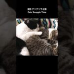 頭をグリグリする猫🐱 – Cats Snuggle Time – #shorts #cat
