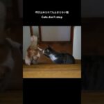 呼び止めらても止まらない猫🐱 – Cats don’t stop – #shorts #cat