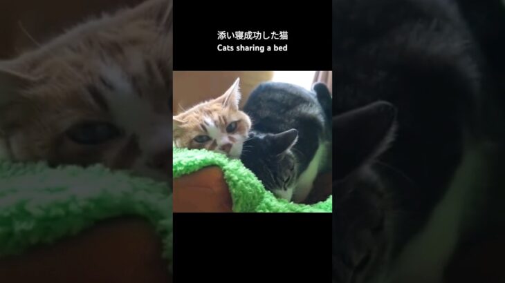 添い寝成功した猫🐱 – Cats sharing a bed – #shorts #cat