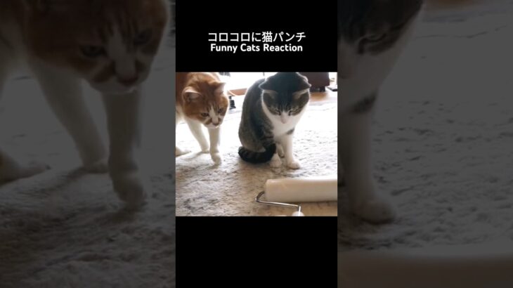 コロコロに猫パンチ🐱 – Funny Cats Reaction – #shorts #cat