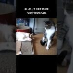 酔っ払ってる猫を見る猫🐱 – Funny Drunk Cats – #shorts #cat