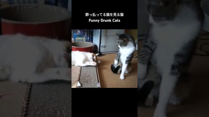 酔っ払ってる猫を見る猫🐱 – Funny Drunk Cats – #shorts #cat