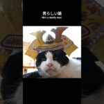 男らしい猫🐱 – My cat’s a manly man – #shorts #cat