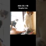 故意に落とす猫🐱 – Naugthy Cats – #shorts #cat