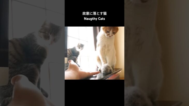 故意に落とす猫🐱 – Naugthy Cats – #shorts #cat