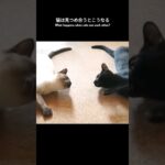 猫は見つめ合うとこうなる🐱 – What happens when cats see each other – #shorts #cat