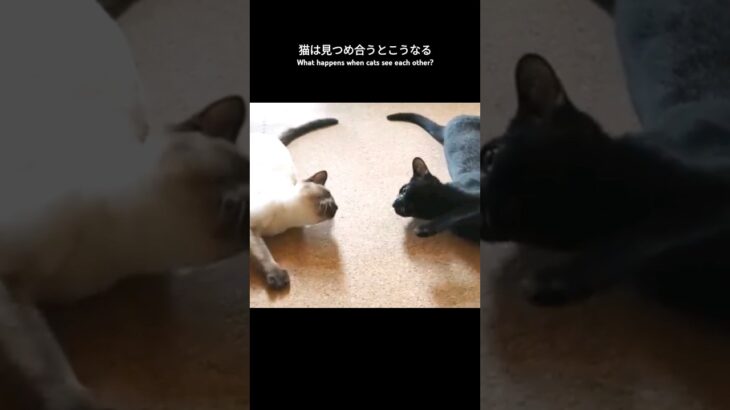 猫は見つめ合うとこうなる🐱 – What happens when cats see each other – #shorts #cat