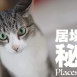 猫の居場所の秘密