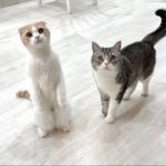 大渋滞に巻き込まれて帰りが遅れたら甘えんぼ猫たちがこうなっちゃいました…
