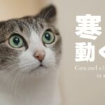 夏の寒さと動く猫