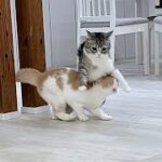 全速力で追いかけっこしてたら止まれずに衝突した猫たちがこうなっちゃいました…