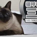猫呼び寄せ３選