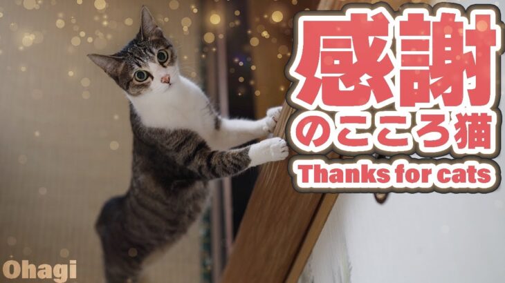 感謝のこころ猫