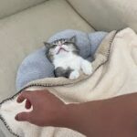 寝坊してる猫のお布団を剥がして起こしたら反応がかわいすぎました…