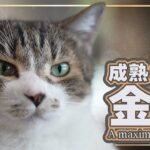 成熟した猫の金言とは