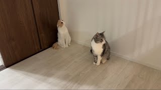 夜中に大雨警報が出て寝れない猫たちがこなっちゃいました…