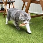 飼い主に落ち葉をプレゼントしたくて持ってきてくれた猫がかわいすぎました笑