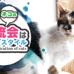 猫の交流会はフリースタイル