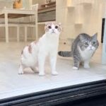 お散歩しようと思ったら土砂降りで遊べなかった猫たちがこうなっちゃいました…