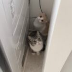 お留守番中に地震が発生したので急いで帰ったら猫たちがこうなっちゃってました…