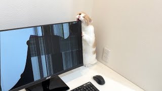 【悲報】画面を齧った猫がついにパソコンを破壊してしまいました…