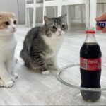 猫たちの前でメントスコーラをやってみたらリアクションがかわいすぎたw