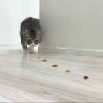 おやつの中に薬を混ぜて並べたら猫がまさかのこうなりましたw