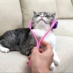 猫が昇天すると話題のマッサージローラーを使ってみたらこうなっちゃいましたw