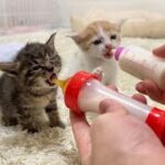 保護した生後1ヶ月の子猫たちに初めてミルクをあげてみたらこうなっちゃいました…