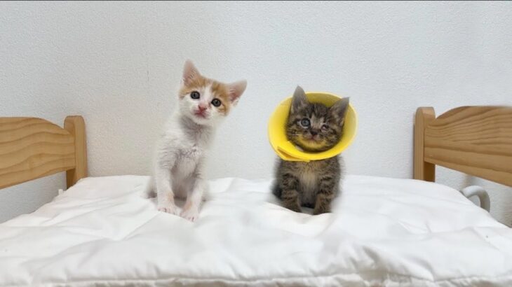 保護した生後1ヶ月半の子猫たちの今後についてご報告があります。