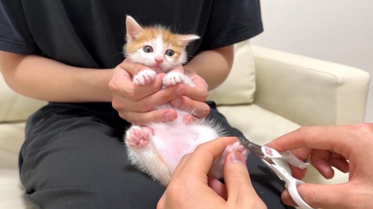 生まれて初めて爪切りされた生後1ヶ月半の子猫がまさかのこうなっちゃいました…