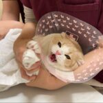 動物病院で1年ぶりにワクチンを打たれた猫が大暴れしてこうなっちゃいました…