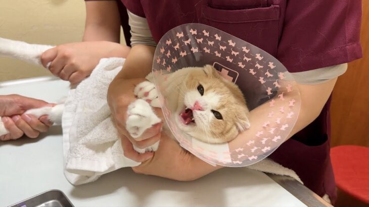 動物病院で1年ぶりにワクチンを打たれた猫が大暴れしてこうなっちゃいました…