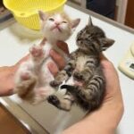 急遽保護した生後1ヶ月の子猫たちを動物病院に連れて行きました。