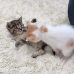 保護した生後1ヶ月の子猫たちが初めての兄妹ケンカしたらこうなっちゃいました…