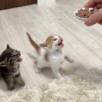 保護した生後1ヶ月の子猫に生まれて初めて離乳食をあげたら大変なことに…