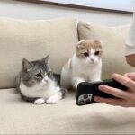 保護した生後1ヶ月の子猫の様子を猫たちに見せてみたら反応がかわいすぎました…